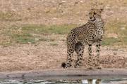 Cheetah