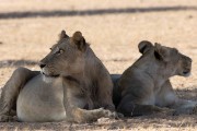 4 lions at Kamqua
