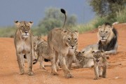 There were 5 small cubs...