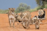 And 5 big females...