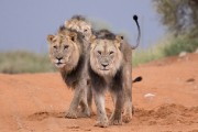 ...and then 2 more male lions cames out of the bushes to make a total of 3.