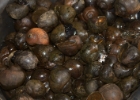 IMG 1358  snails : 2013	Borneo