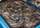 IMG 1381  shrimp : 2013	Borneo