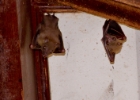 IMG 1914  bats in our longhouse : 2013	Borneo