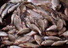MG 1374  fish and more fish : 2013	Borneo