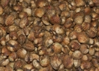 MG 1385 : 2013	Borneo