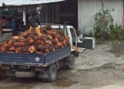 MG 1452  palm nut harvest : 2013	Borneo