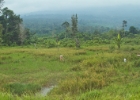 MG 1453  rice fields : 2013	Borneo