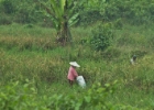 MG 1456  more rice : 2013	Borneo