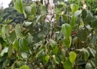 MG 1473  coffee : 2013	Borneo