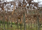 MG 1486  luffa : 2013	Borneo