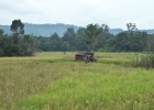 MG 1488 : 2013	Borneo