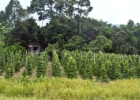 MG 1501  beans : 2013	Borneo