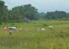 MG 1507  rice harvest : 2013	Borneo