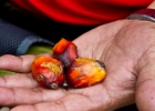 MG 1543  nuts from palm trees : 2013	Borneo