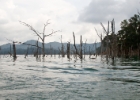 MG 1608  former forest before dam was built : 2013	Borneo