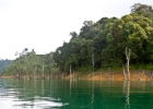 MG 1645  more trees : 2013	Borneo