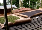 MG 1710  drying peppercorns : 2013	Borneo
