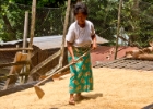 MG 1812  drying rice crops : 2013	Borneo