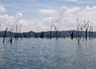 MG 1865  dead trees from filling the lake : 2013	Borneo