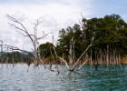 MG 1867  more dead trees : 2013	Borneo