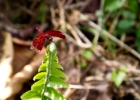 MG 1883  a dragonfly : 2013	Borneo
