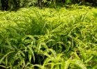 MG 1886  ferns : 2013	Borneo
