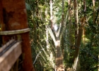 MG 1888  canopy walkway : 2013	Borneo