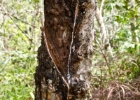 MG 1962  rubber tree collecting sap : 2013	Borneo