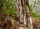 MG 1969  more rubber trees : 2013	Borneo