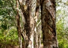 MG 1972  more rubber trees : 2013	Borneo