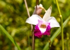 MG 1987  orchids : 2013	Borneo