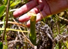 MG 1991  pitcher plant : 2013	Borneo