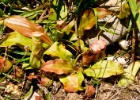 MG 1996  more varities of pitcher plants : 2013	Borneo
