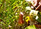 MG 2005  big pitcher : 2013	Borneo