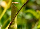 MG 2008  pitcher hanging on to stick : 2013	Borneo
