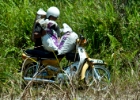 MG 2028  loading rice onto motorcycle : 2013	Borneo