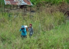MG 2053  more rice farming : 2013	Borneo