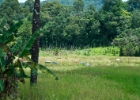 MG 2058  rice farming : 2013	Borneo