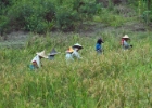 MG 2163  rice pickers : 2013	Borneo