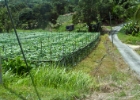 MG 2211  farming : 2013	Borneo