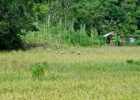 MG 2216  rice fields : 2013	Borneo