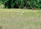 MG 2223  more rice fields : 2013	Borneo
