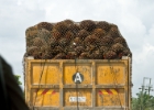 MG 2503  palm oil harvest : 2013	Borneo