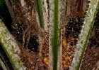 MG 3059  ripe palm oil pods : 2013	Borneo
