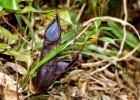 IMG 2875  pitcher plants : 2013	Borneo