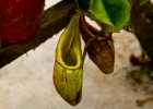 IMG 2906  more pitcher plants : 2013	Borneo