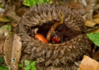 IMG 3048  durian fruit : 2013	Borneo