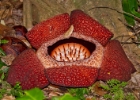 IMG 3049  had to pay $10 extra to see the world&#39;s largest flower, rafflesia or corpse flower : 2013	Borneo