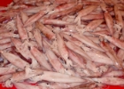 P3170100  squid : 2013	Borneo